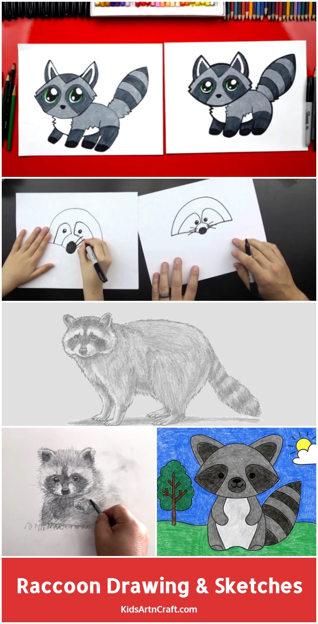 Raccoon Drawing & Sketches for Kids