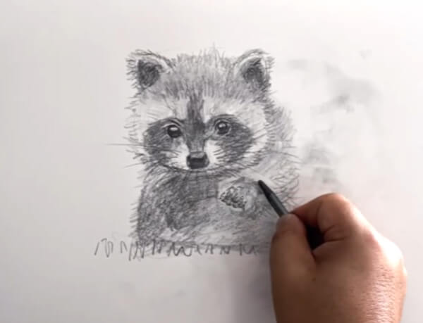 Raccoon Drawing & Sketches for Kids Raccoon Pencil Sketch Tutorial For Kids