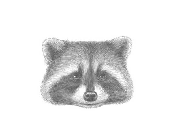 How To Draw Raccoon Face