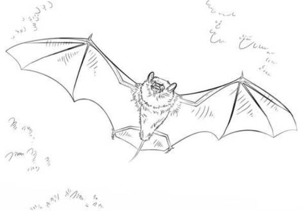 Realistic Bat Drawing Tutorial For Kids
