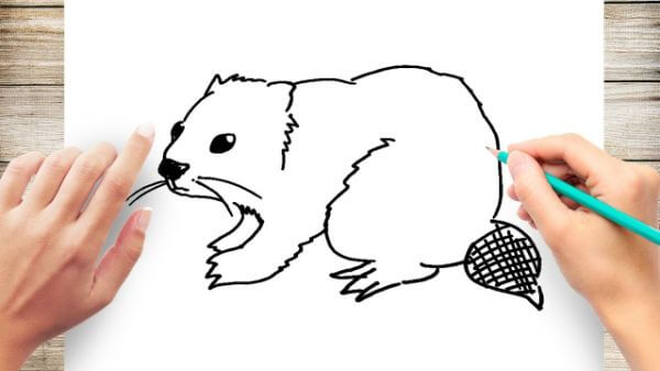 Realistic Beaver Drawing & Sketch For Preschooler