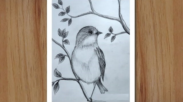 Bird Drawings & Sketches For Kids Realistic Bird Pencil Sketch Drawing