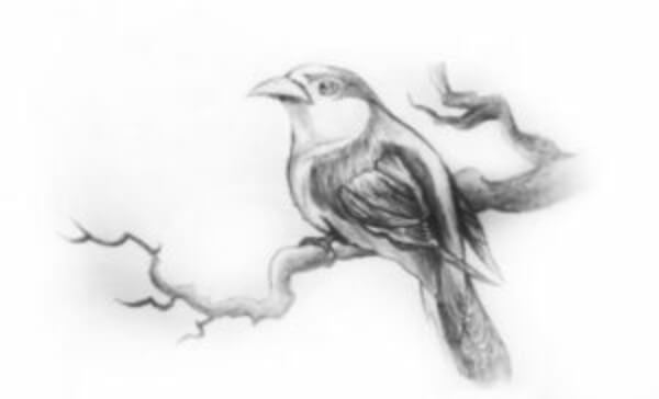 Bird Drawings & Sketches For Kids Realistic Bird Pencil Sketch For Kids