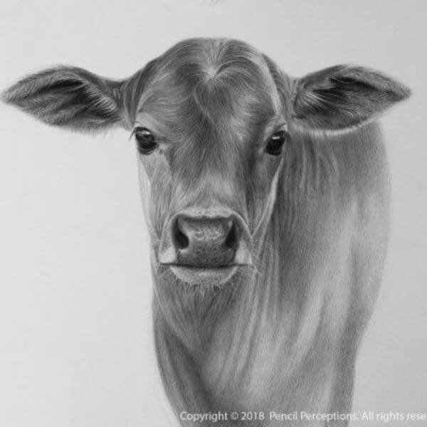 Realistic Cow Pencil Art Drawing & Sketches For Kids