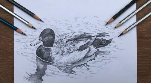 Realistic Duck Sketch Drawing