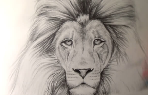Lion Drawing & Sketches for Kids How To Draw Realistic Lion Step by Step
