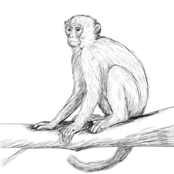 Realistic Monkey Drawing Art
