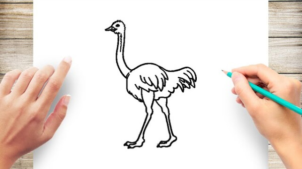 Realistic Ostrich Drawing