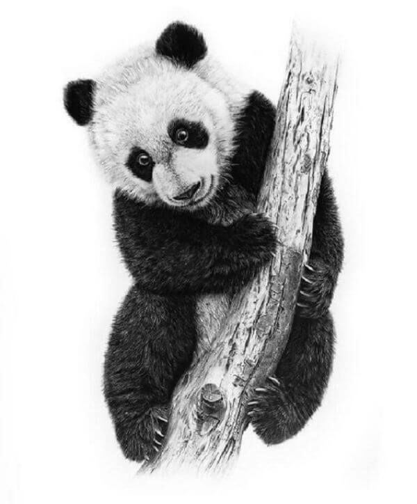 Realistic Panda Drawing Sketch Hanging On The Tree For Kids