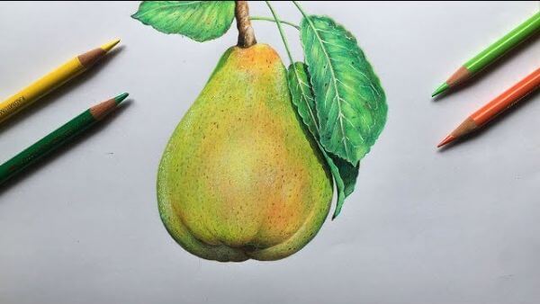 Realistic Pear Fruit Drawing