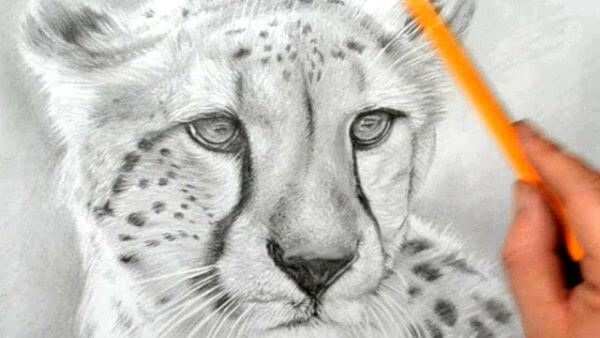 Realistic Pencil Cheetah Face Drawing