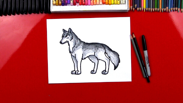 Realistic Pencil Color Wolf Drawing Ideas