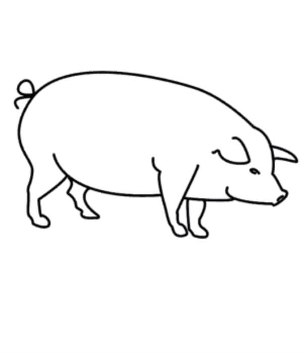 Realistic Pig Drawing For Kids