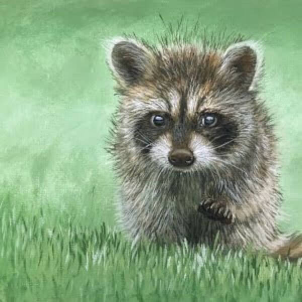 Realistic Raccoon By Oil Painting