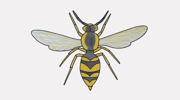 Wasp Drawing & Sketches For Kids How To Draw A Wasp For Kids