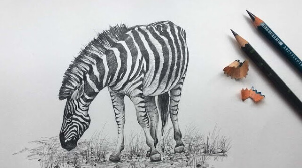 Realistic Zebra Sketch Drawing For Kids