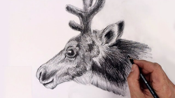 Reindeer Pencil Sketch