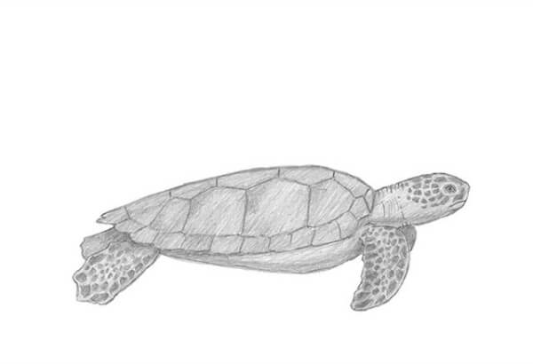 Sea Turtle Pencil Drawing For Kids