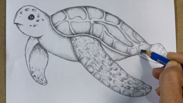 Turtle Drawing & Sketches For Kids Sea Turtle Pencil Sketch Drawing