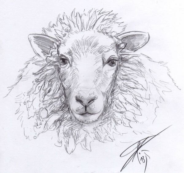 Sheep Face Drawing Sketches For Kids