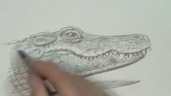 Simple Alligator Face Drawing Art