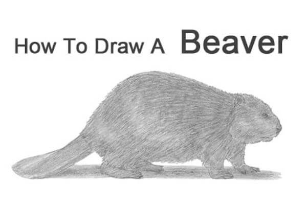 Simple Beaver Drawing Ideas For Kids