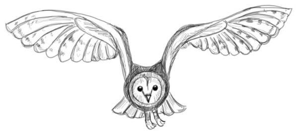 Simple & Cute Owl Drawing & sketches Step By Step for kids