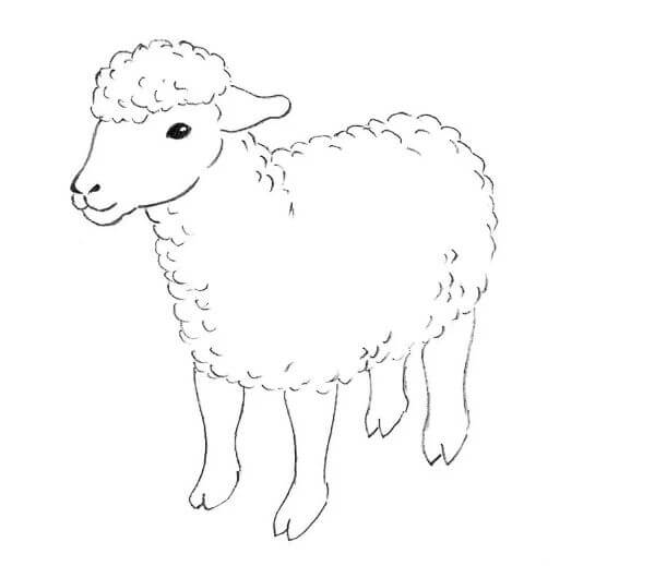 Simple & Cute Sheep Drawing