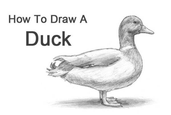 Simple Duck Pencil Drawing For Kids