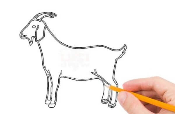 Simple Goat Drawing & Sketch Tutorial For Kids