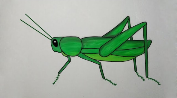 Simple Grasshopper  Drawing With Color