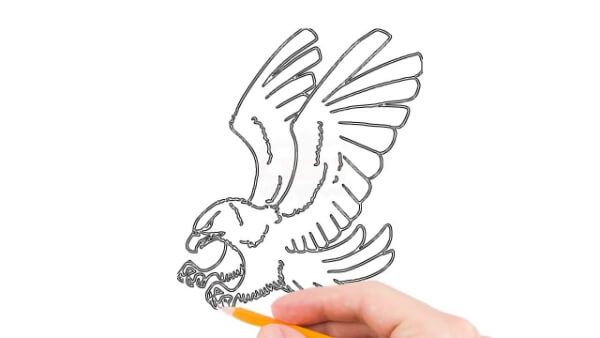 Simple Hawk Drawing Tutorial