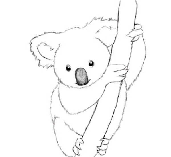 Simple Koala Drawing Step By Step Sketches For Kids