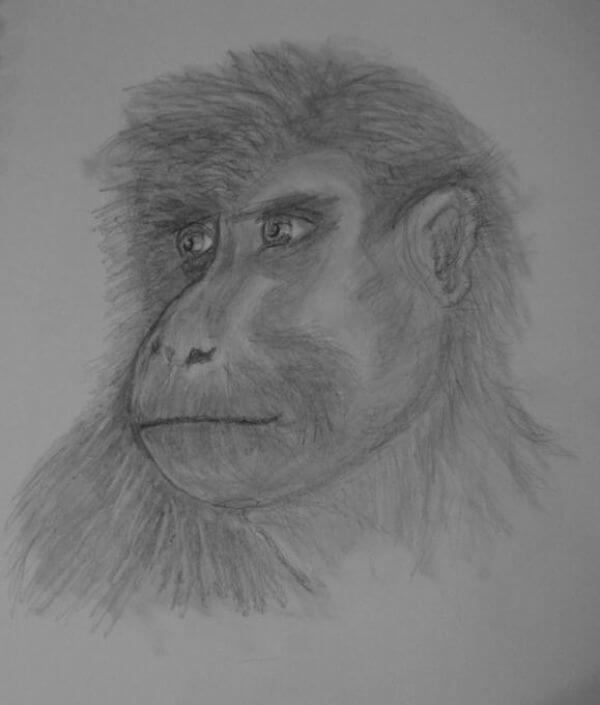 Simple Monkey Drawing Sketch For Kids