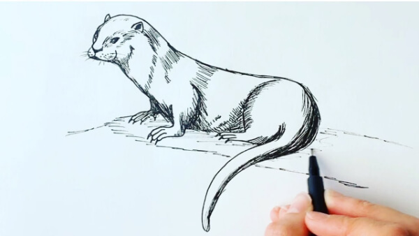 Simple Otter Drawing Ideas