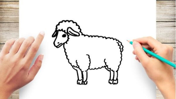 Simple Sheep Drawing Tutorial Sketches For Kids