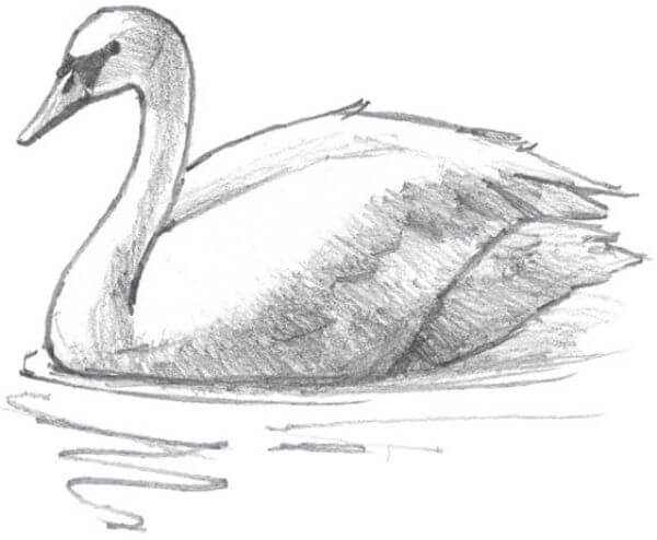 Simple Swan Drawing Sketches For Kids