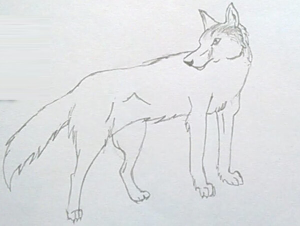  Simple Wolf Drawing For Kids