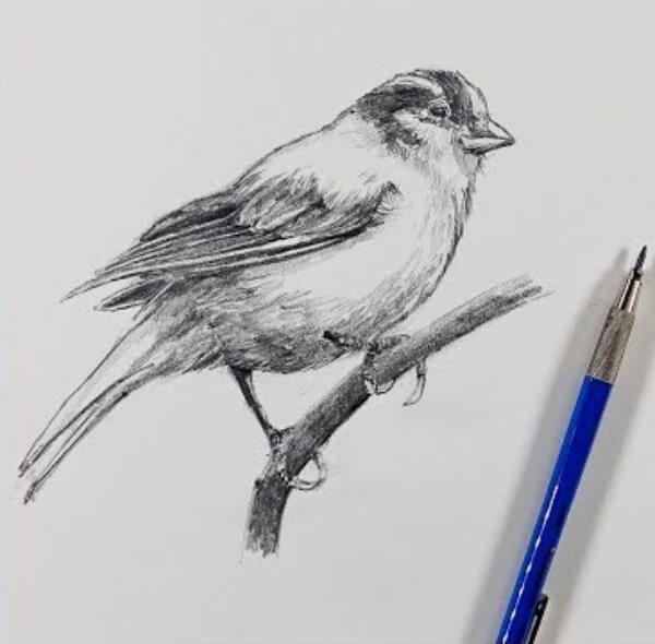 Bird Drawings & Sketches For Kids Sketching A Bird Tutorial
