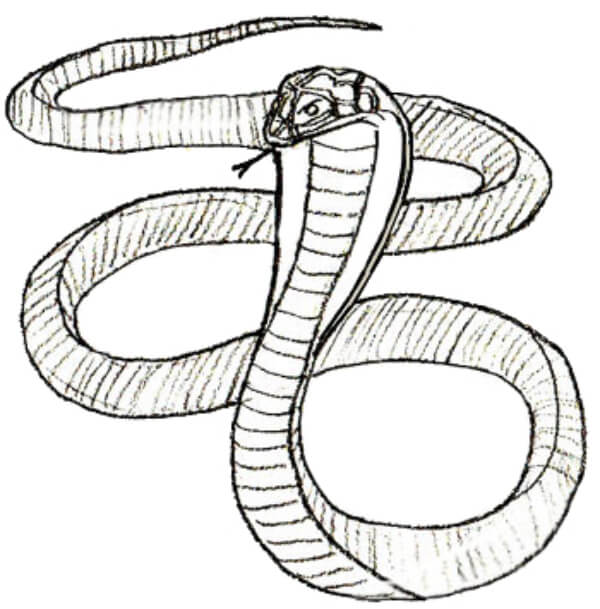 Snake Drawing Tutorial For Kids