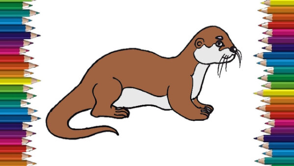 Step By Step Cute Otter Drawing