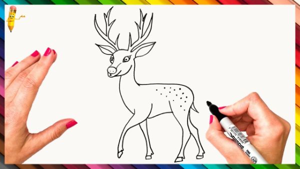 Step By Step Deer Drawing & Sketch Tutorial For Kids- Deer Drawing & Sketches for Kids