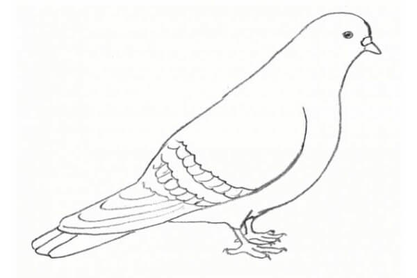 Dove Drawing & Sketches for Kids Dove Drawing With Step by Step For Kids