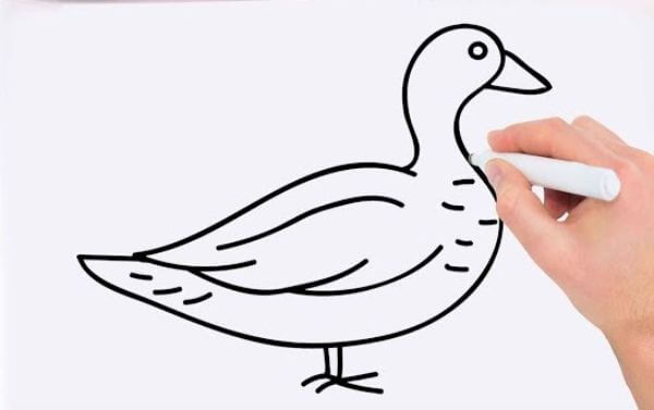 Step By Step Duck Drawing