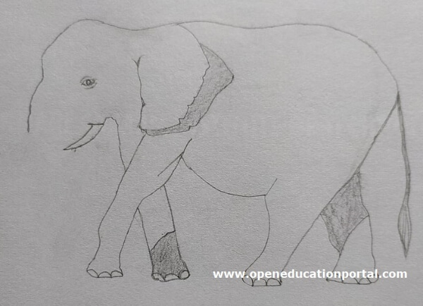 Elephant Drawing & Sketches for Kids Step By Step Drawing Tutorial For Kids