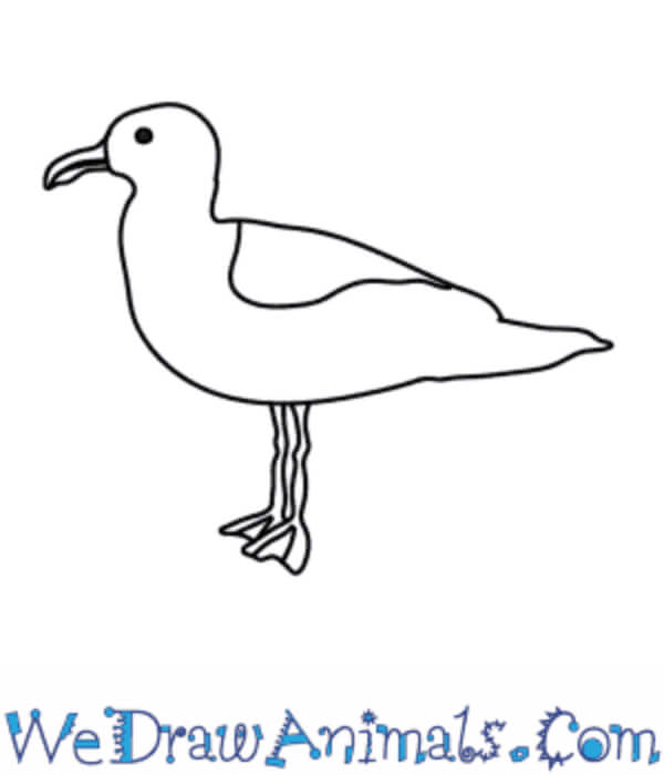 Seagull Drawing With Step by Step