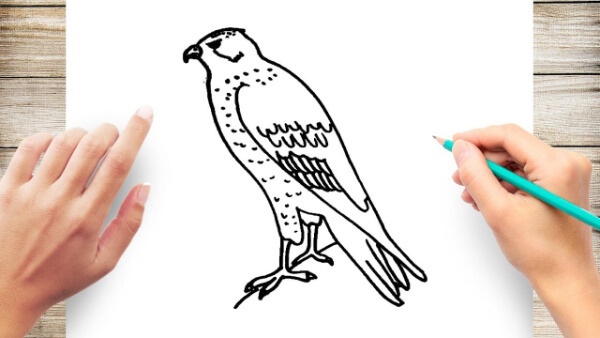 Step By Step Hawk Drawing & Sketches For Kids
