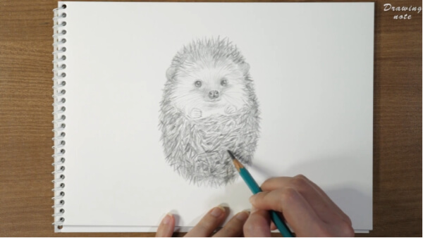 Hedgehog Drawing & Sketches for Kids Hedgehog Drawing Step By Step