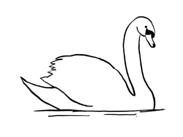 Swan Bird Drawing Sketches Step By Step For Kids