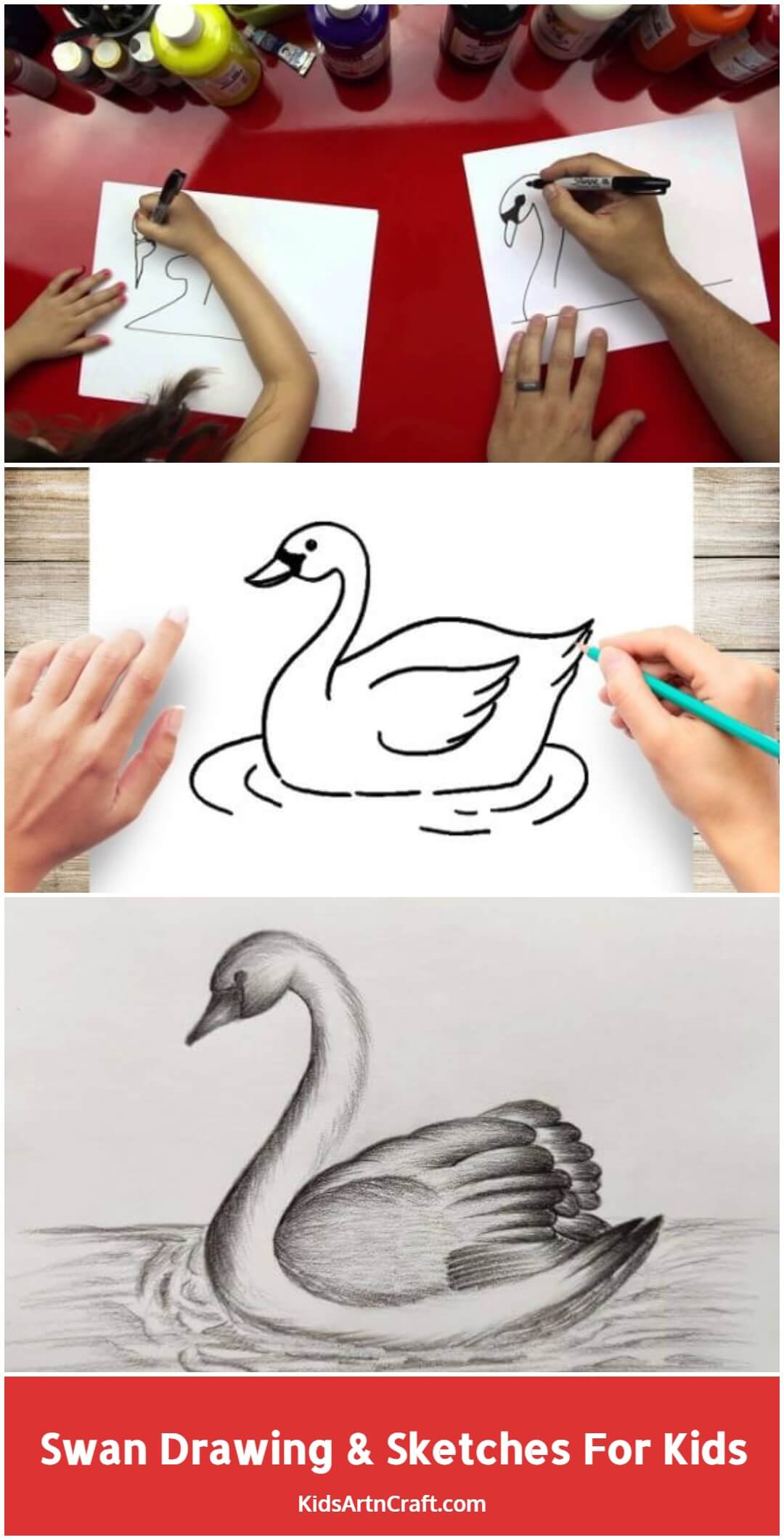 Swan Drawing & Sketches For Kids